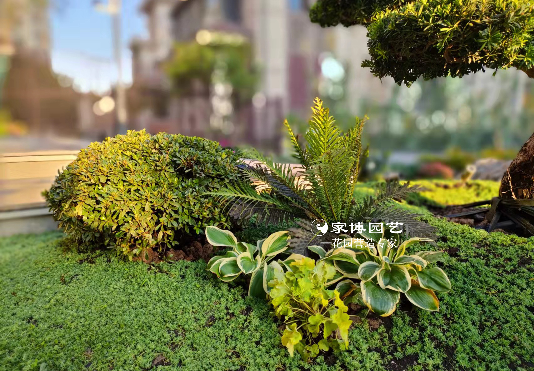 家博園藝｜蔚藍(lán)天地